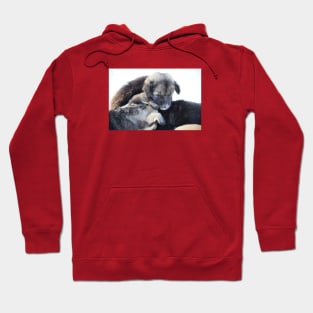 Dogs puppies / Swiss Artwork Photography Hoodie